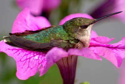Humming Bird in Flower